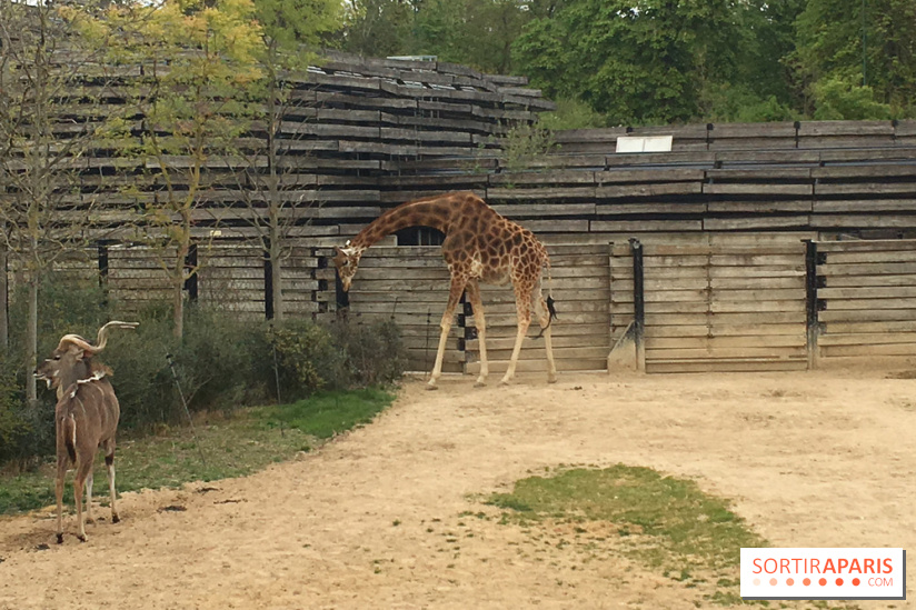 Parc Zoologique de Paris 2019