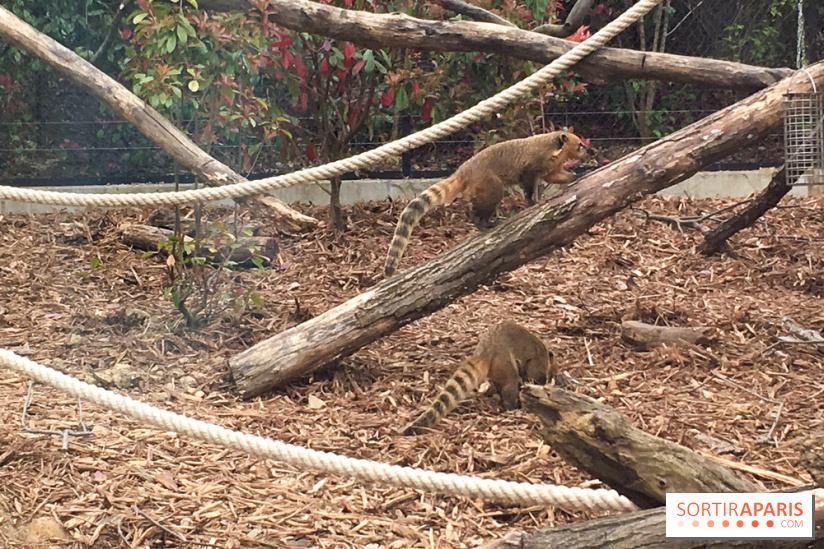 Parc Zoologique de Paris 2019