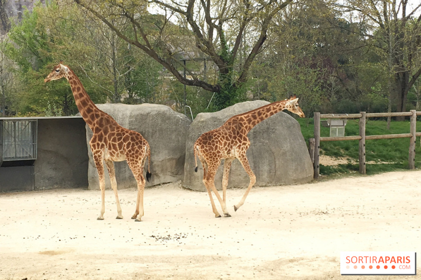 Parc Zoologique de Paris 2019