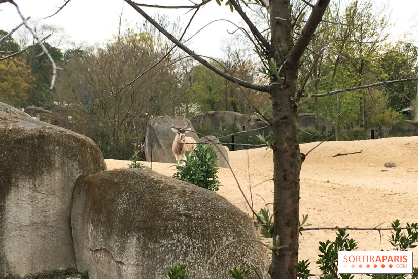 Parc Zoologique de Paris 2019