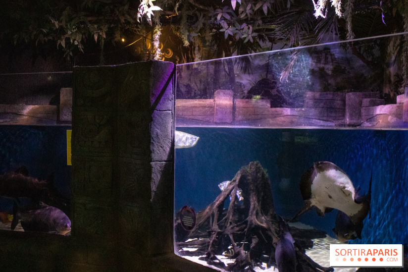 Les petits déjeuners avec les manchots de l'aquarium Sea Life