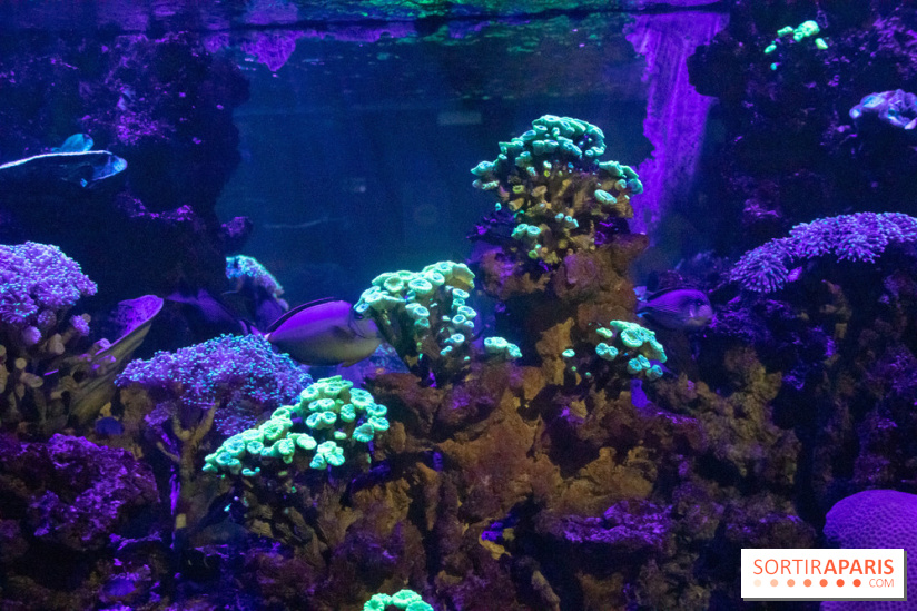 Les petits déjeuners avec les manchots de l'aquarium Sea Life