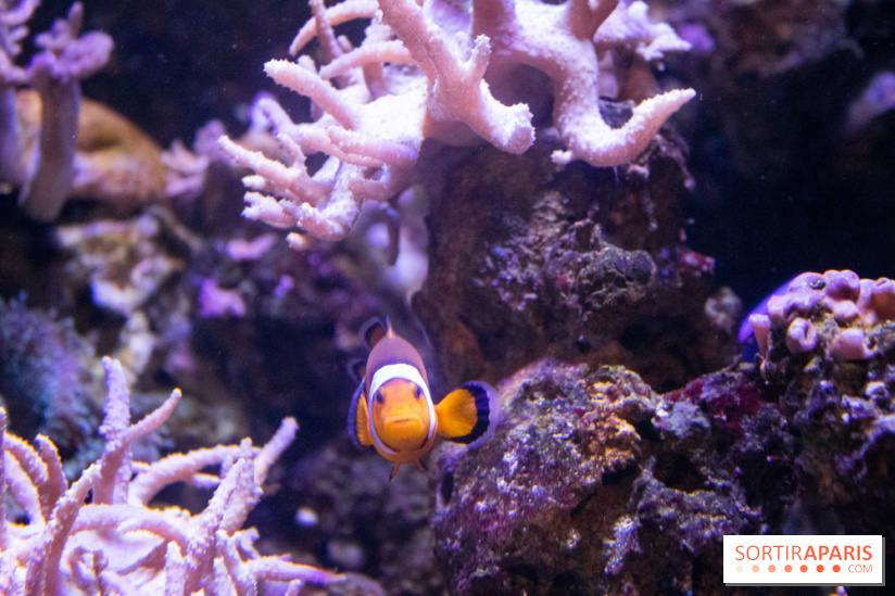 Les petits déjeuners avec les manchots de l'aquarium Sea Life