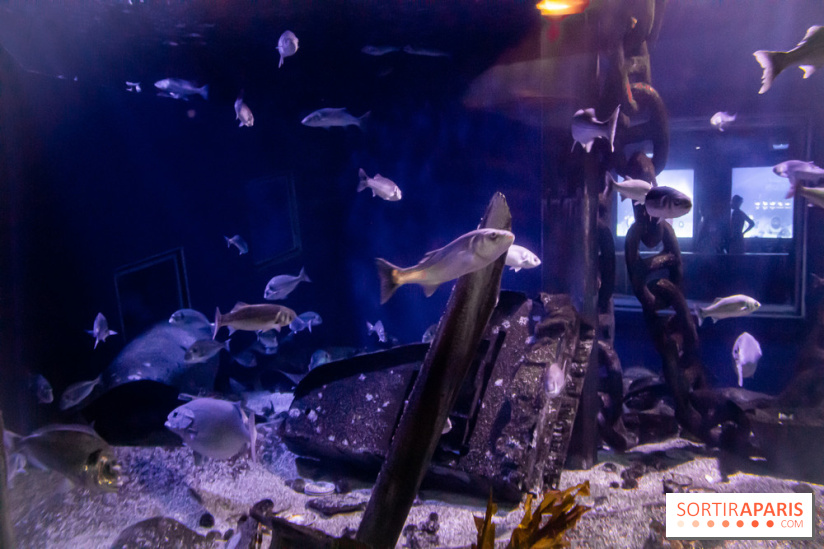 Les petits déjeuners avec les manchots de l'aquarium Sea Life