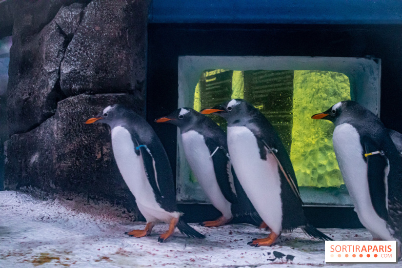 Les petits déjeuners avec les manchots de l'aquarium Sea Life