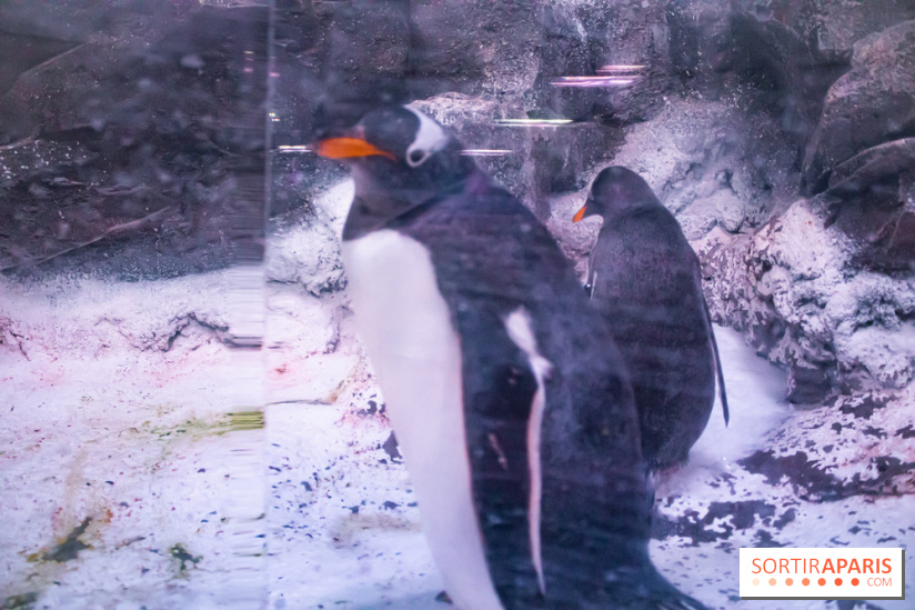 Les petits déjeuners avec les manchots de l'aquarium Sea Life