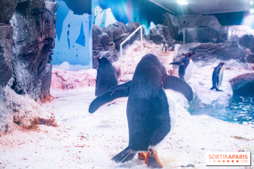 Les petits déjeuners avec les manchots de l'aquarium Sea Life