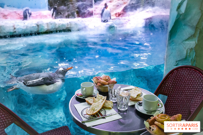 Les petits déjeuners avec les manchots de l'aquarium Sea Life
