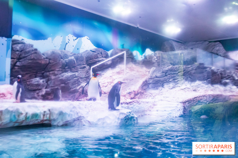 Les petits déjeuners avec les manchots de l'aquarium Sea Life