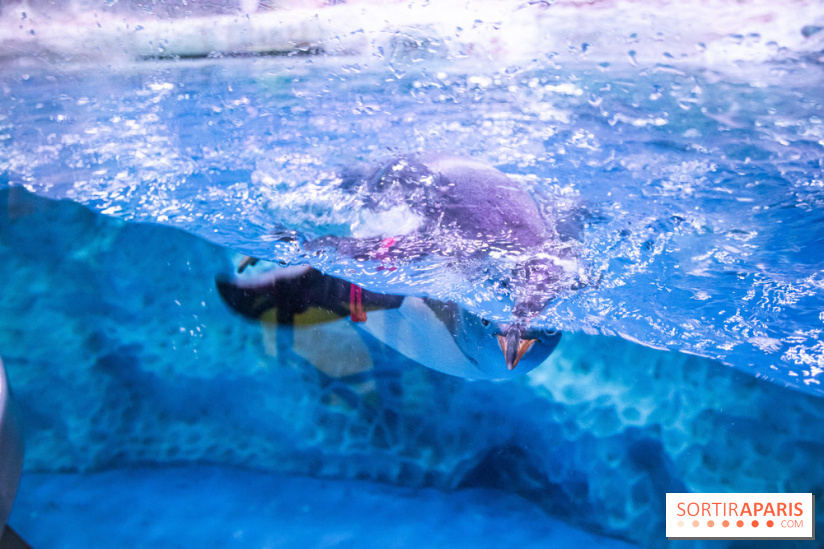 Les petits déjeuners avec les manchots de l'aquarium Sea Life