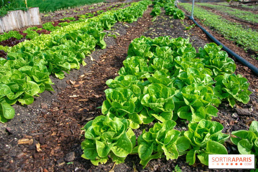 Le Château de Chambord fête ses 500 ans : le programme des festivités