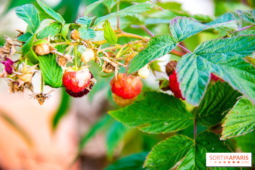 Le Château de Chambord fête ses 500 ans : le programme des festivités