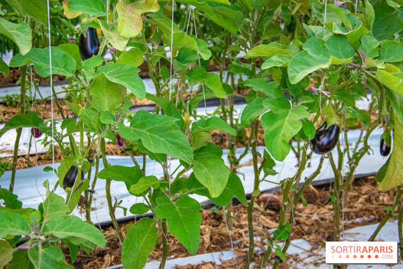 Le Château de Chambord fête ses 500 ans : le programme des festivités
