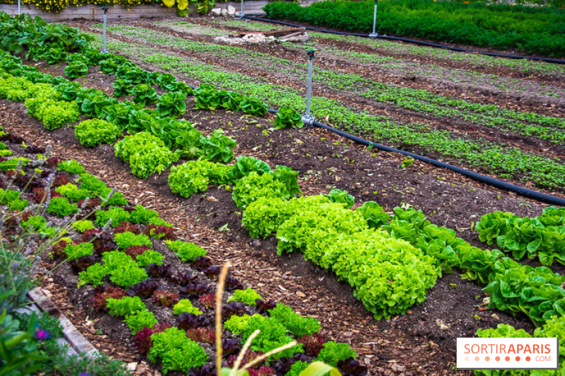 Le Château de Chambord fête ses 500 ans : le programme des festivités