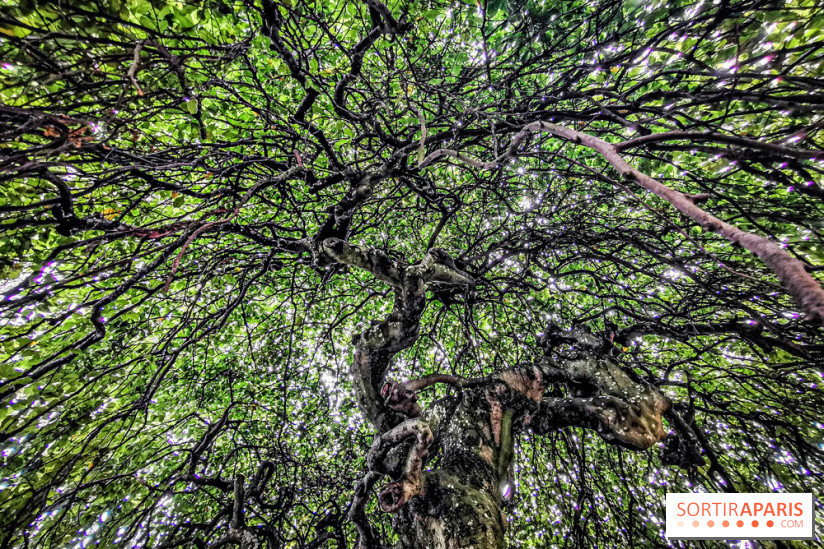Le parcours des Arbres Admirables dans le domaine du château de Versailles