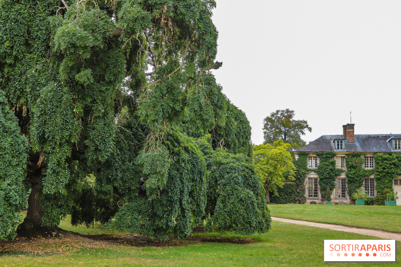 Le parcours des Arbres Admirables dans le domaine du château de Versailles
