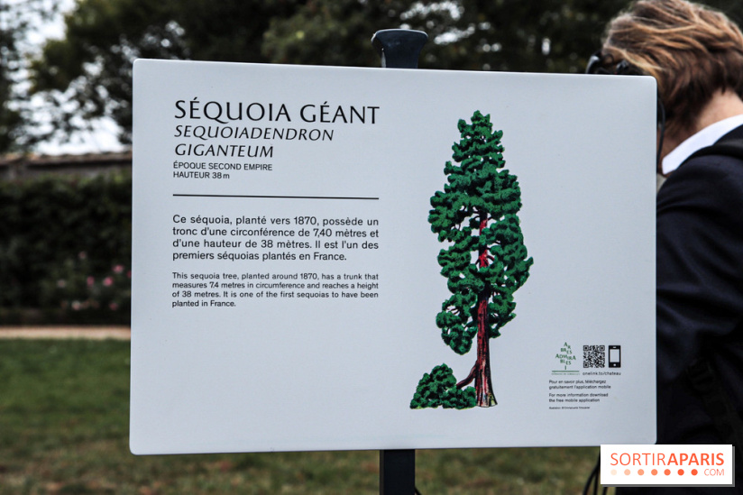 Le parcours des Arbres Admirables dans le domaine du château de Versailles