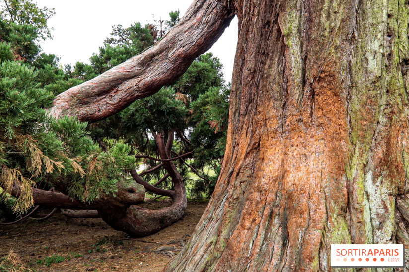 Le parcours des Arbres Admirables dans le domaine du château de Versailles