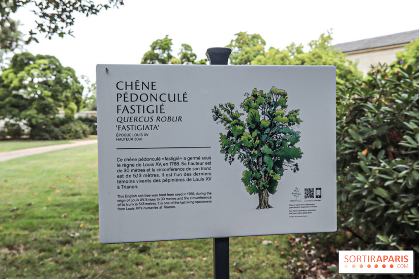 Le parcours des Arbres Admirables dans le domaine du château de Versailles