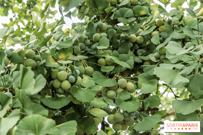 Le parcours des Arbres Admirables dans le domaine du château de Versailles