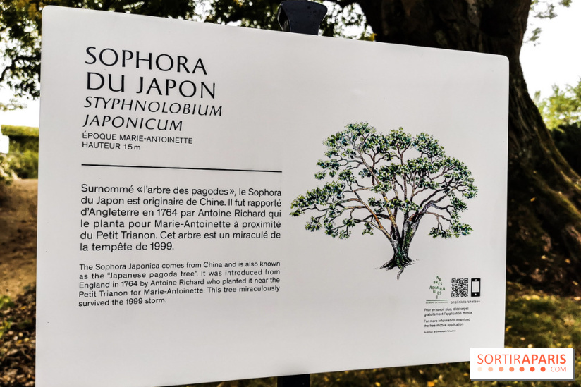 Le parcours des Arbres Admirables dans le domaine du château de Versailles