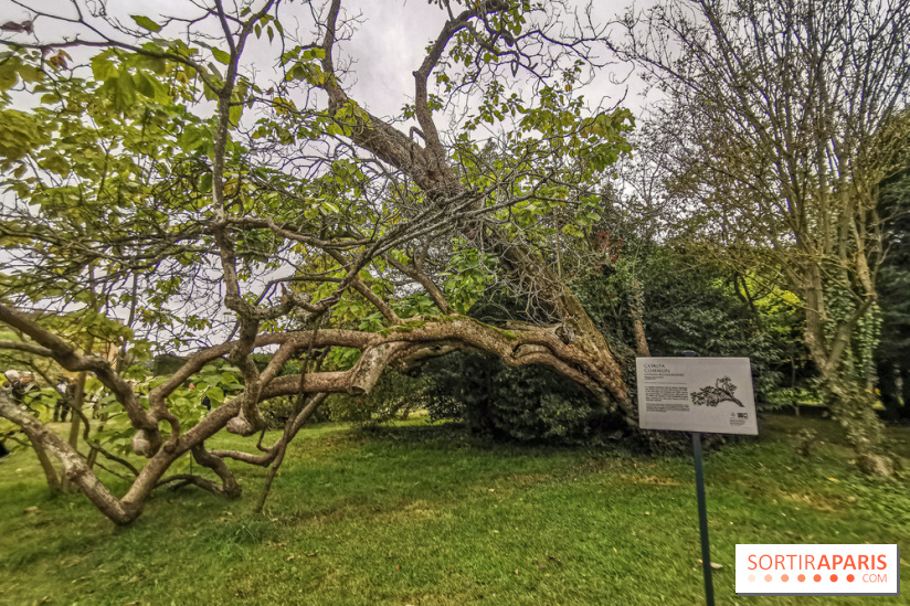 Le parcours des Arbres Admirables dans le domaine du château de Versailles
