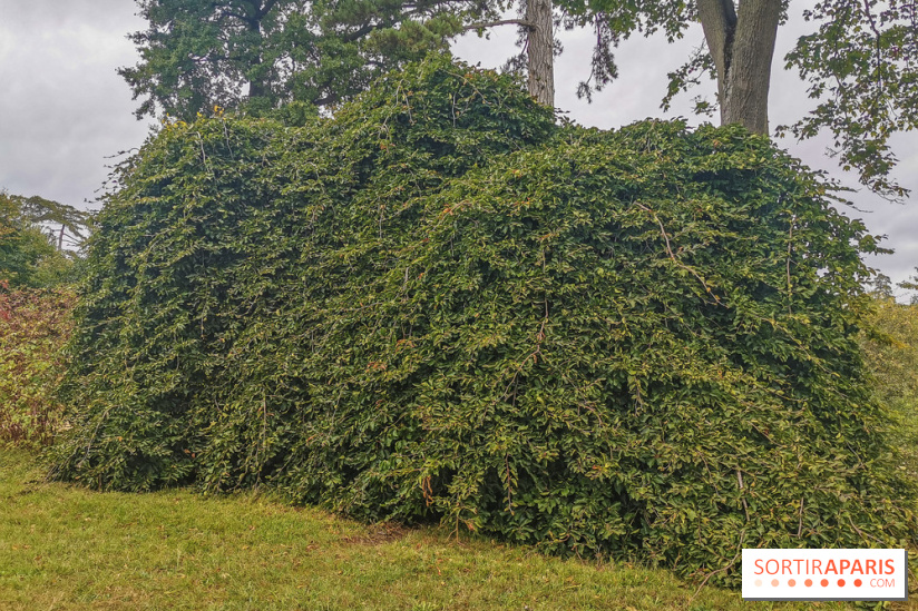 Le parcours des Arbres Admirables dans le domaine du château de Versailles