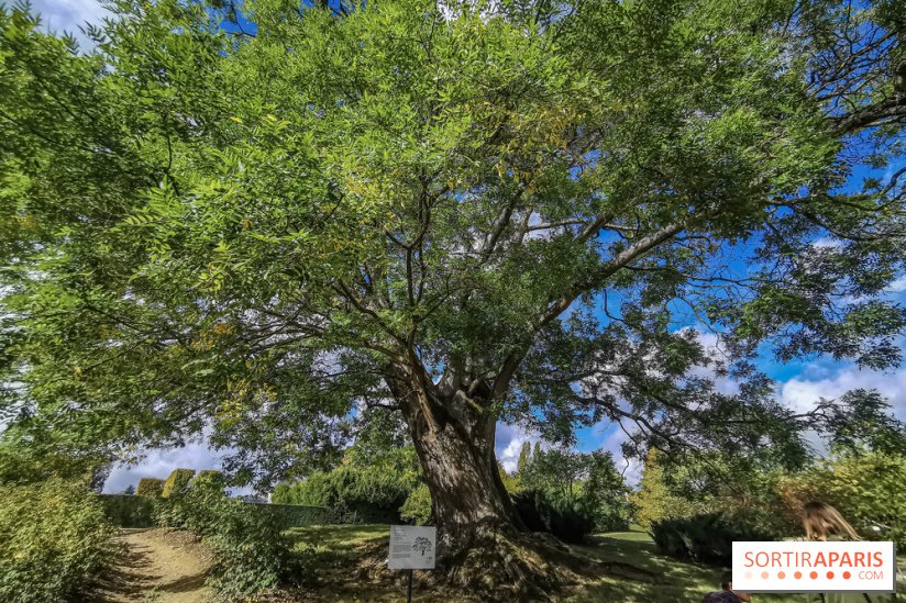 Le parcours des Arbres Admirables dans le domaine du château de Versailles