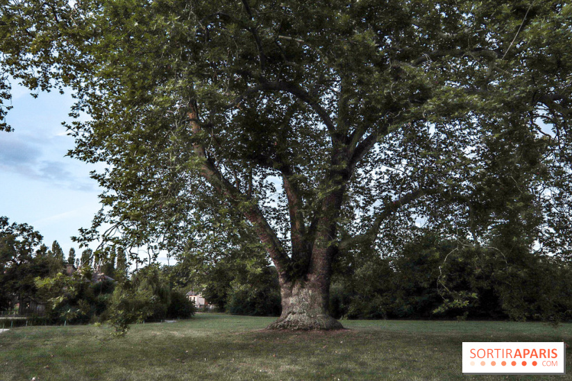 Le parcours des Arbres Admirables dans le domaine du château de Versailles