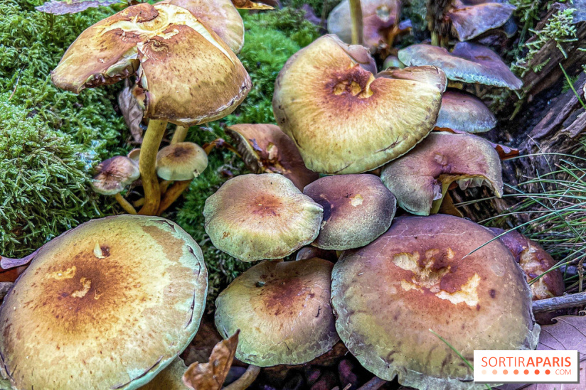 Cueillette des champignons : comment être sûr que notre récolte est comestible ?