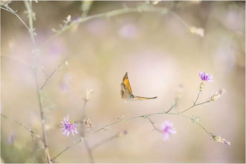 Les Mini-Voltigeurs, l'exposition photo en plein air à découvrir au Jardin des Plantes