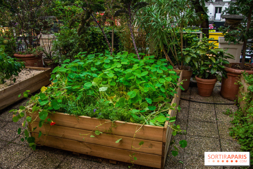 L'Hôtel des Grands Boulevards inaugure son potager suspendu