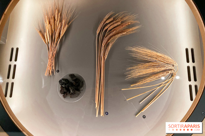 Je mange donc je suis au Musée de l'Homme