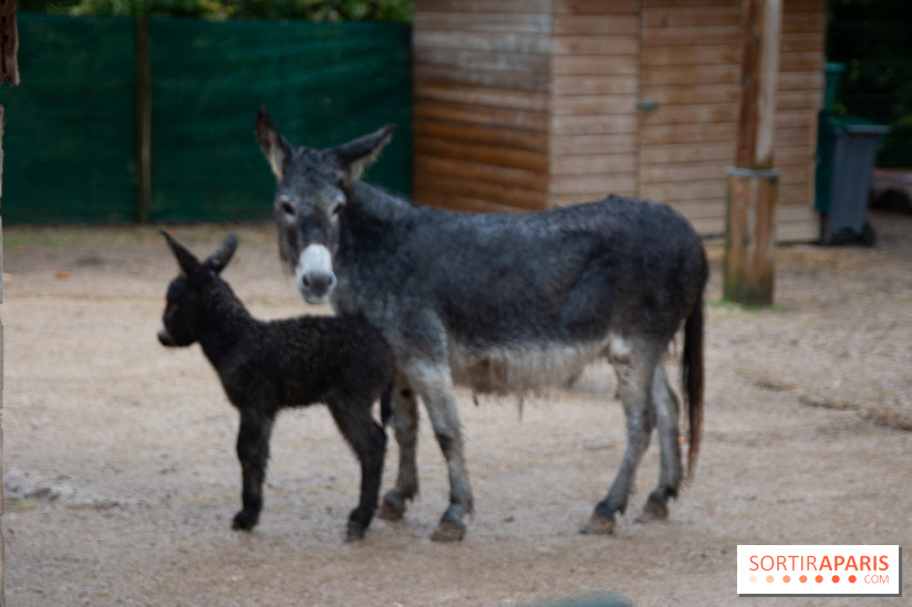 Campanile Val de France : nos photos