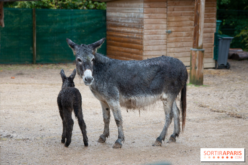 Campanile Val de France : nos photos