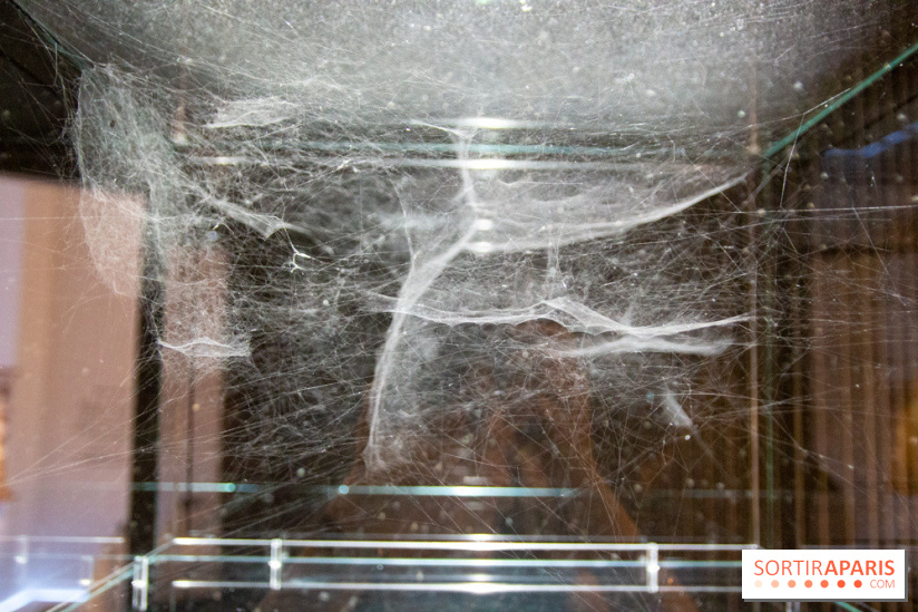 Araignées, Lucioles et Papillons au Musée en Herbe : nos photos