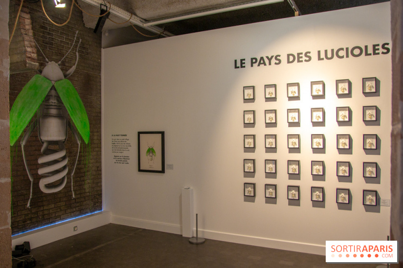 Araignées, Lucioles et Papillons au Musée en Herbe : nos photos