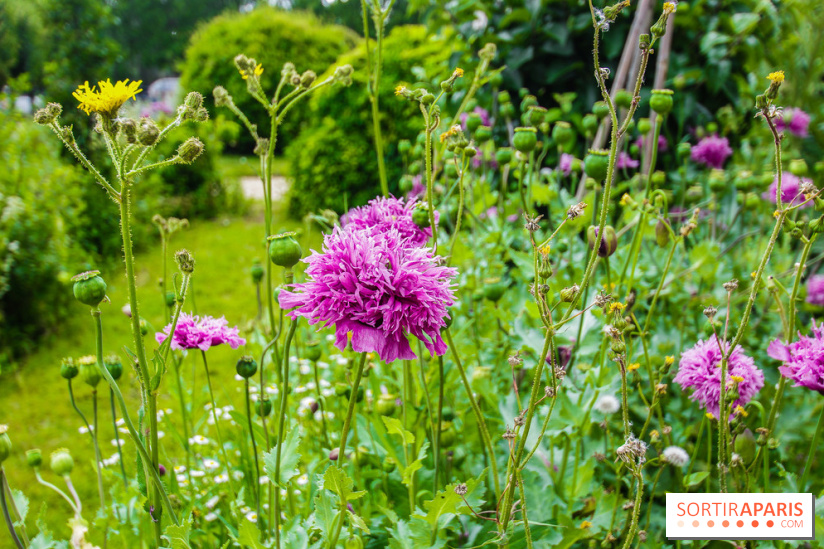 Le jardin des Arts-Albert Schweitzer à Paris, les photos
