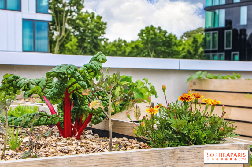 Le Perchoir ferme urbaine Porte de Versailles