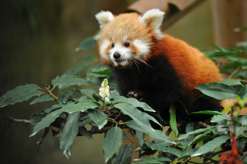 La Ménagerie du jardin des Plantes