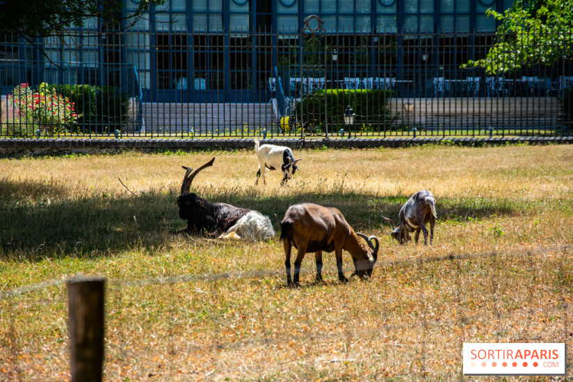 Le Waldorf Astoria Trianon Palace, un écrin royal au cœur du parc de Versailles