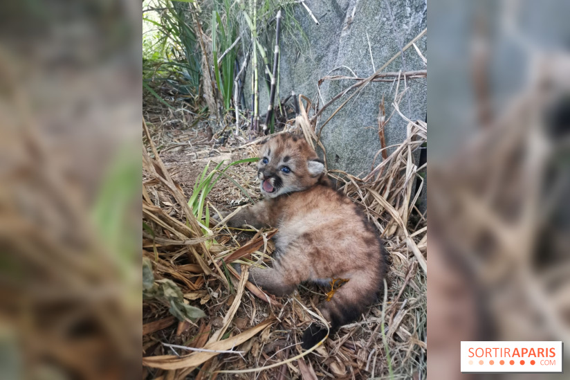 Naissances au Parc Zoologique de Paris