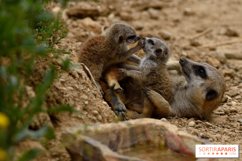 Naissances au Parc Zoologique de Paris