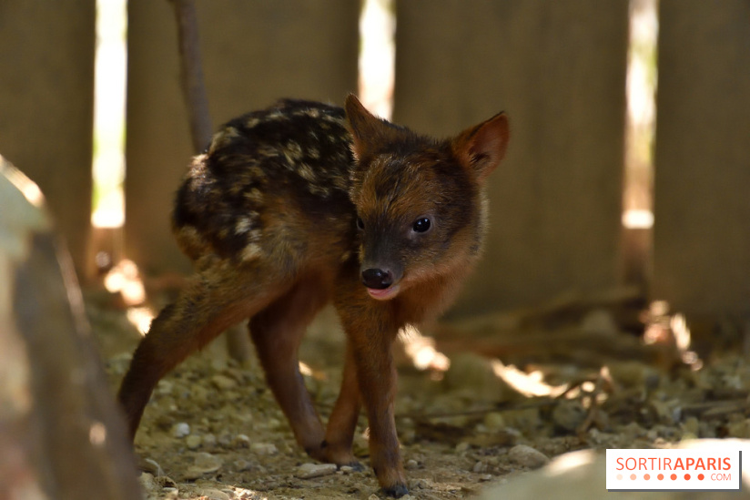 Naissances au Parc Zoologique de Paris