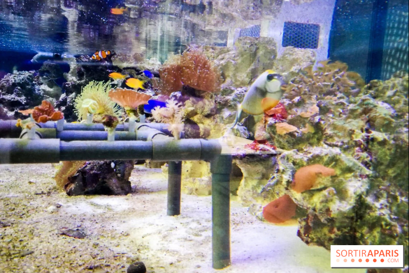 Bio-inspirée, la nouvelle expo permanente à la Cité des Sciences et de l'Industrie