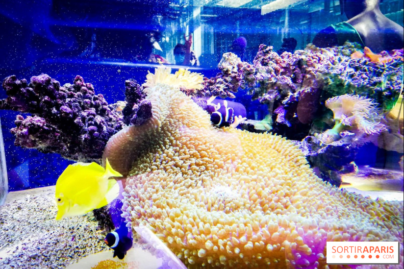 Bio-inspirée, la nouvelle expo permanente à la Cité des Sciences et de l'Industrie