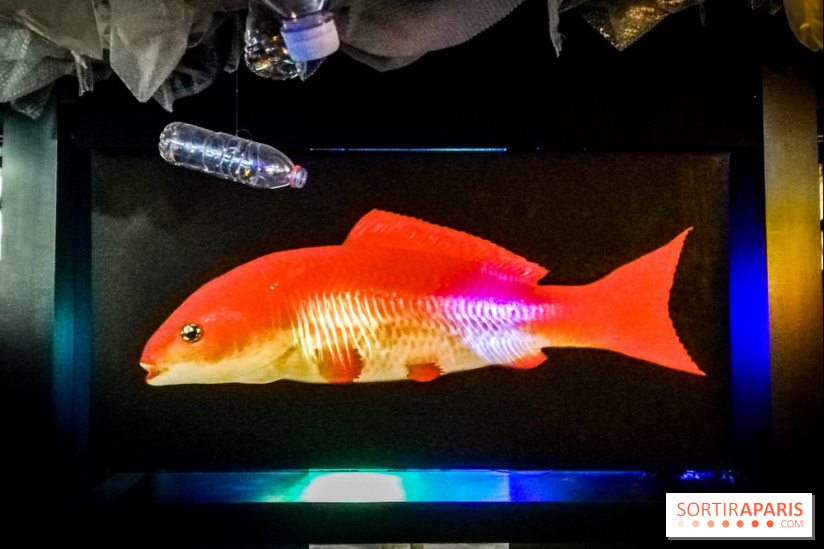 Mythologies du poisson rouge, l'exposition de l'Appart Renoma, nos photos