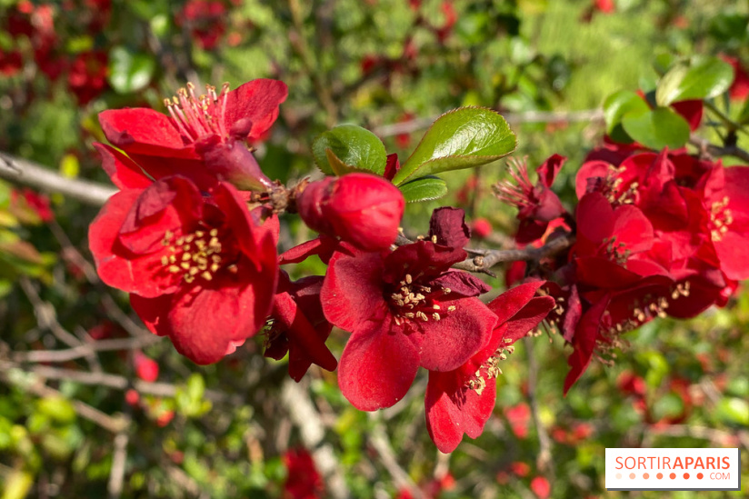 Les cerisiers et arbres en fleurs de l’Arboretum de Chevreloup