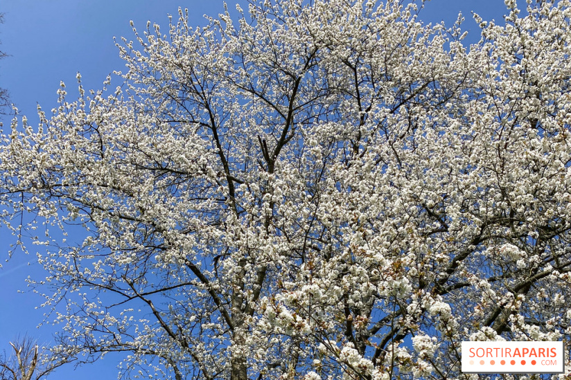 Les cerisiers et arbres en fleurs de l’Arboretum de Chevreloup