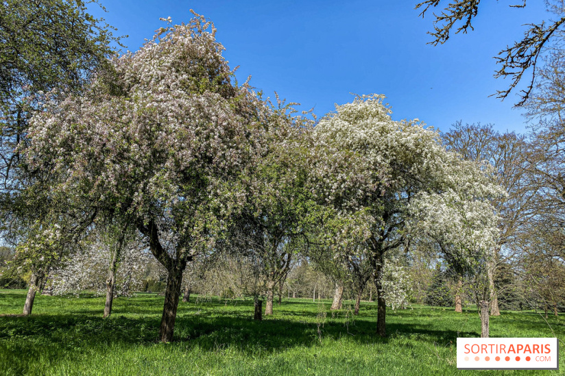Les cerisiers et arbres en fleurs de l’Arboretum de Chevreloup